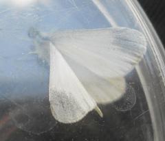 Dismorphiinae
