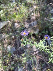 Symphyotrichum oblongifolium