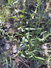 Symphyotrichum oblongifolium