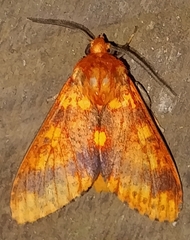Symphlebia