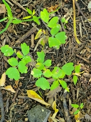 Thalictrum venulosum
