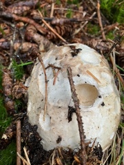 Catathelasma ventricosum
