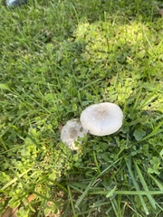 Leucoagaricus barssii