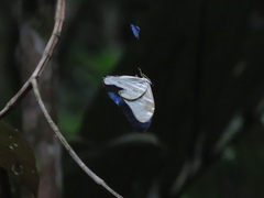Morpho