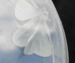 Dismorphiinae