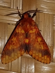 Symphlebia