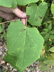 Tilia americana