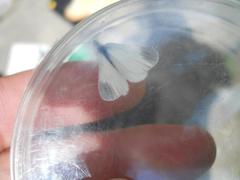 Dismorphiinae