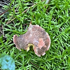 Xerocomellus chrysenteron