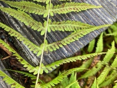 Amauropelta noveboracensis