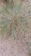 Stephanomeria exigua