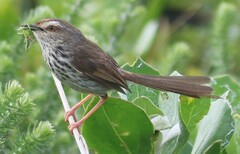 Prinia maculosa maculosa