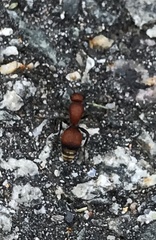 Dasymutilla nigripes