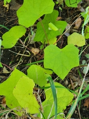 Menispermum canadense