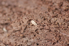 Haplophthalmus danicus