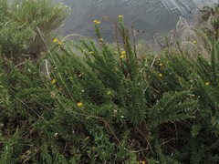 Limbarda crithmoides longifolia