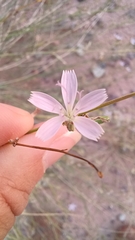 Stephanomeria exigua