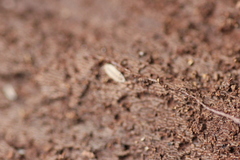 Haplophthalmus danicus