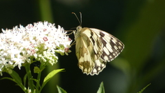 Melanargia lachesis
