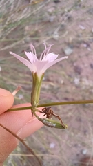 Stephanomeria exigua