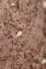 Haplophthalmus danicus