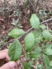 Ilex ambigua