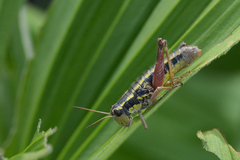 Buckellacris hispida