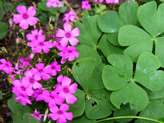 Oxalis articulata