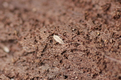 Haplophthalmus danicus