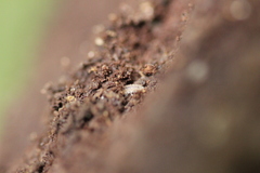 Haplophthalmus danicus