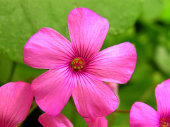 Oxalis articulata