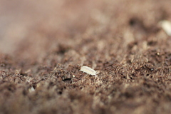 Haplophthalmus danicus