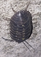Armadillidium depressum