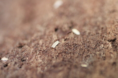 Haplophthalmus danicus