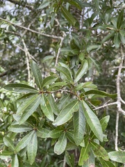 Quercus hemisphaerica