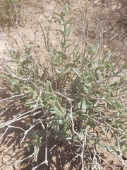 Acleisanthes lanceolata