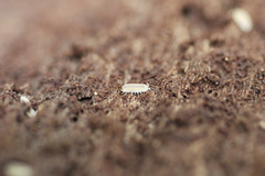 Haplophthalmus danicus