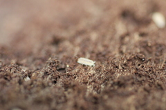 Haplophthalmus danicus