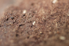 Haplophthalmus danicus