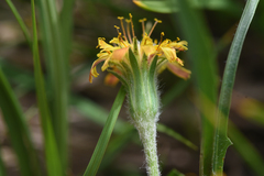 Agoseris aurantiaca