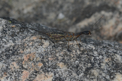 Raphidiidae