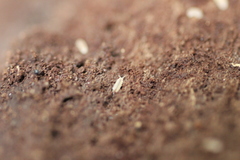 Haplophthalmus danicus