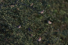 Uraeginthus bengalus