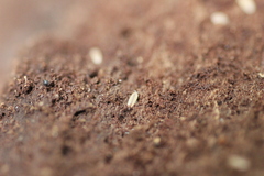 Haplophthalmus danicus