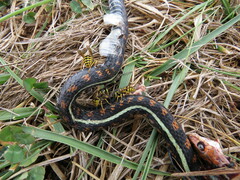 Thamnophis sirtalis concinnus