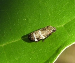Aeneolamia albofasciata