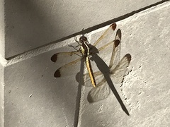 Libellula flavida