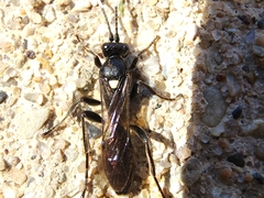 Vulgichneumon