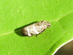 Aeneolamia albofasciata