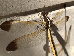 Libellula flavida